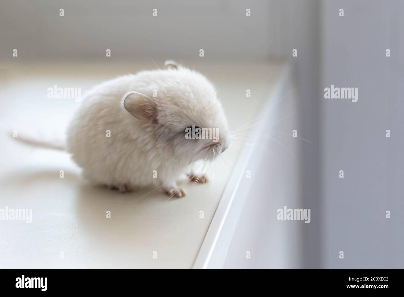 Baby Chinchilla Banque D Image Et Photos Alamy Baby Chinchilla Banque D Image Et Photos Alamy