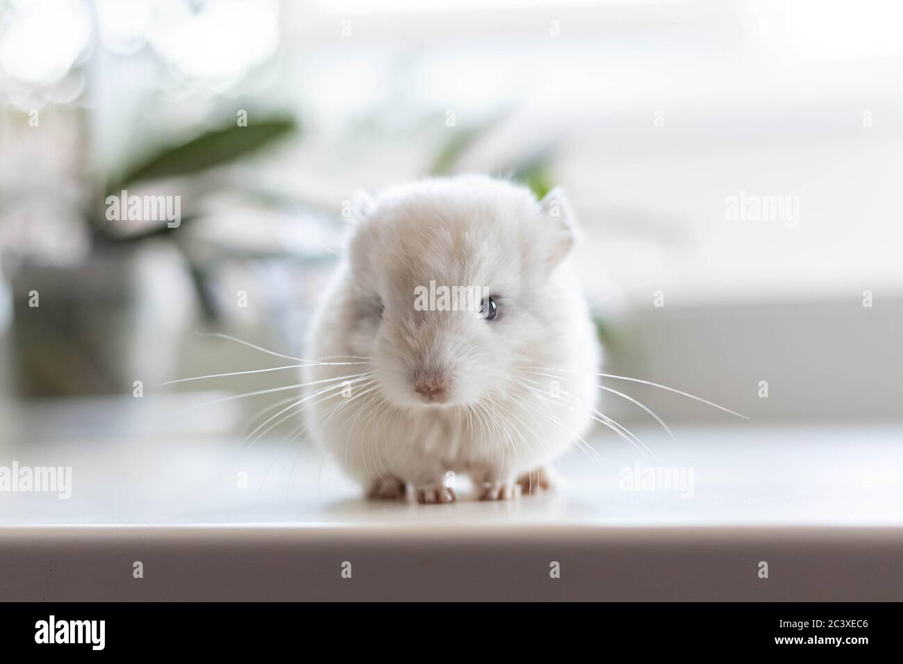 Bebe Chinchilla Blanc Avec Les Yeux Noirs Assis Sur Le Rebord Blanc De La Fenetre Animal De Compagnie Charmant Et Mignon Arriere Plan Gros Plan Retroeclaire Photo Stock Alamy