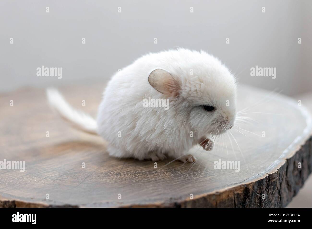 Bebe Chinchilla Blanc Assis Sur Une Tranche De Bois Brun Animal De Compagnie Charmant Et Mignon Arriere Plan Gros Plan Photo Stock Alamy