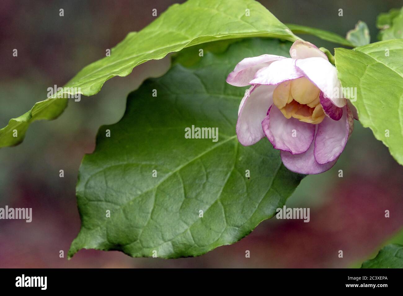 Calycanthus chinensis fleur chinois doux arbuste Banque D'Images