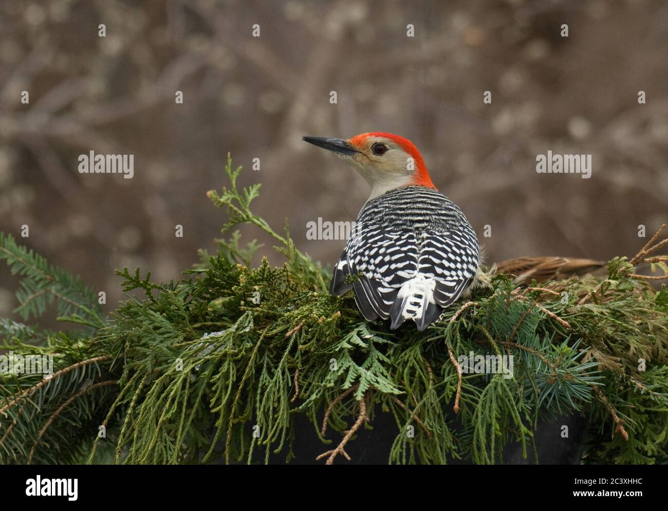 Pic de bois sur la verdure Banque D'Images