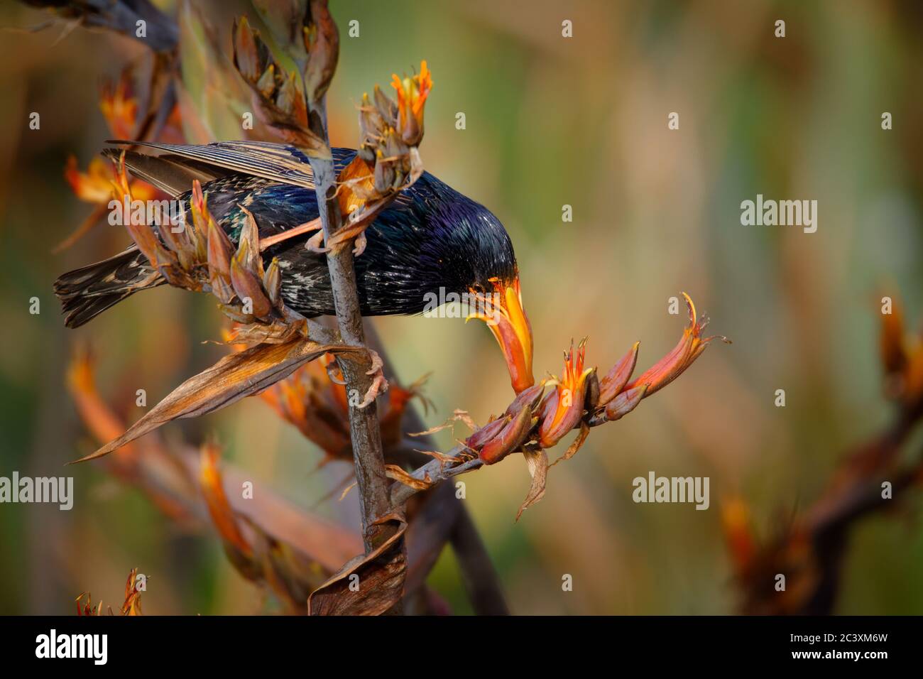 Étourneau sansonnet - Sturnus vulgaris la pollinisation des fleurs de l'Australie. Oiseaux européens introduits en Australie, Nouvelle-Zélande, Amérique du Sud, de l'Amer Banque D'Images