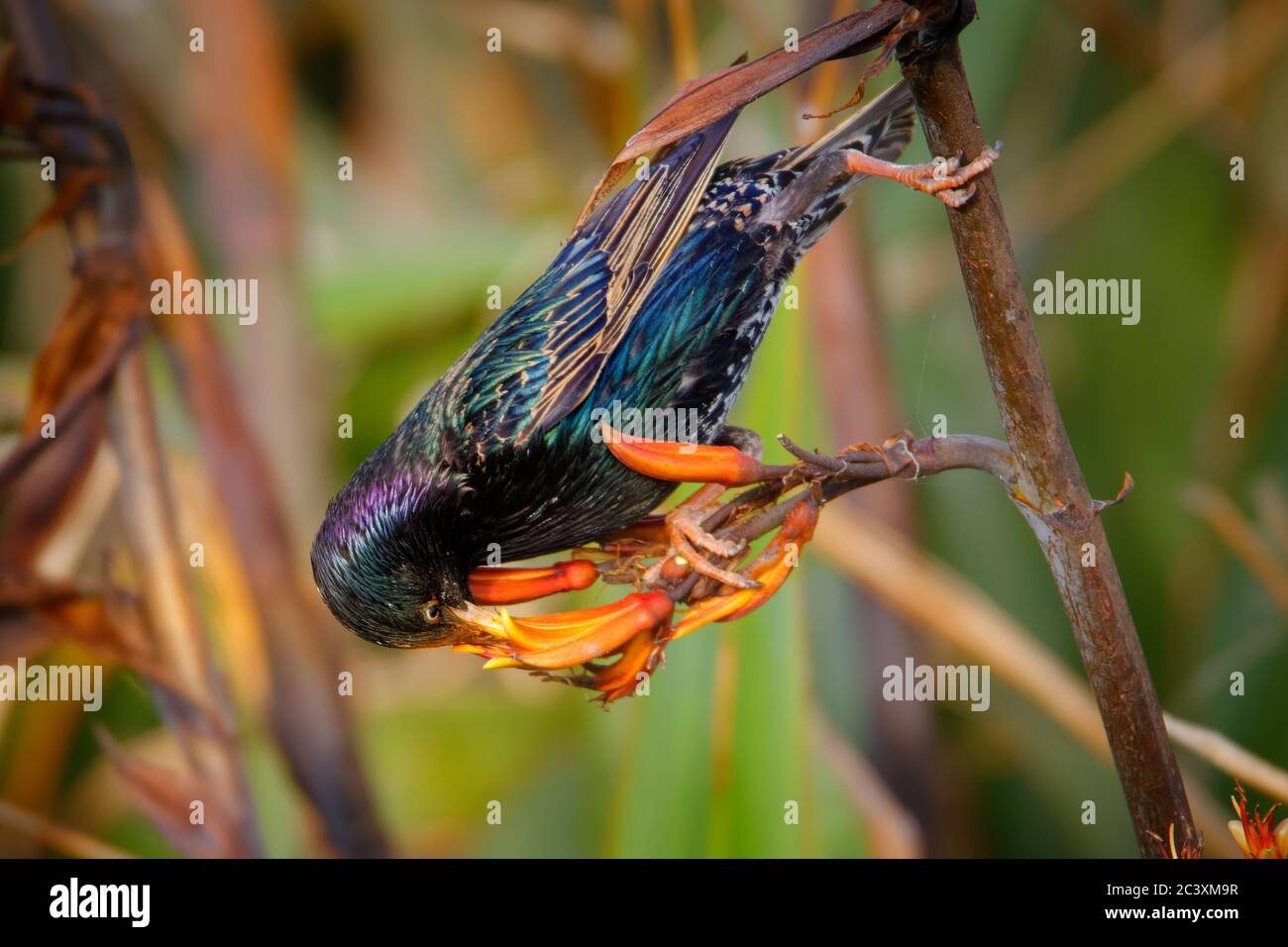 Étourneau sansonnet - Sturnus vulgaris la pollinisation des fleurs de l'Australie. Oiseaux européens introduits en Australie, Nouvelle-Zélande, Amérique du Sud, de l'Amer Banque D'Images