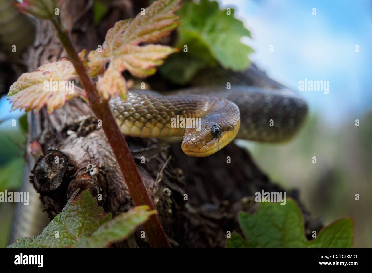 Serpent aesculapien - Zamenis longissimus, Elaphe longissima, serpent vert olive et jaune non venimeux originaire d'Europe, sous-famille des Colubrinae Banque D'Images
