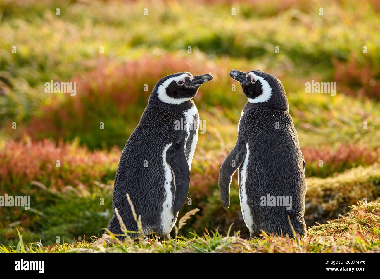 Pingouin Magellanique (Spheniscus magellanicus), île Sea Lion, Falkland oriental, îles Falkland Banque D'Images