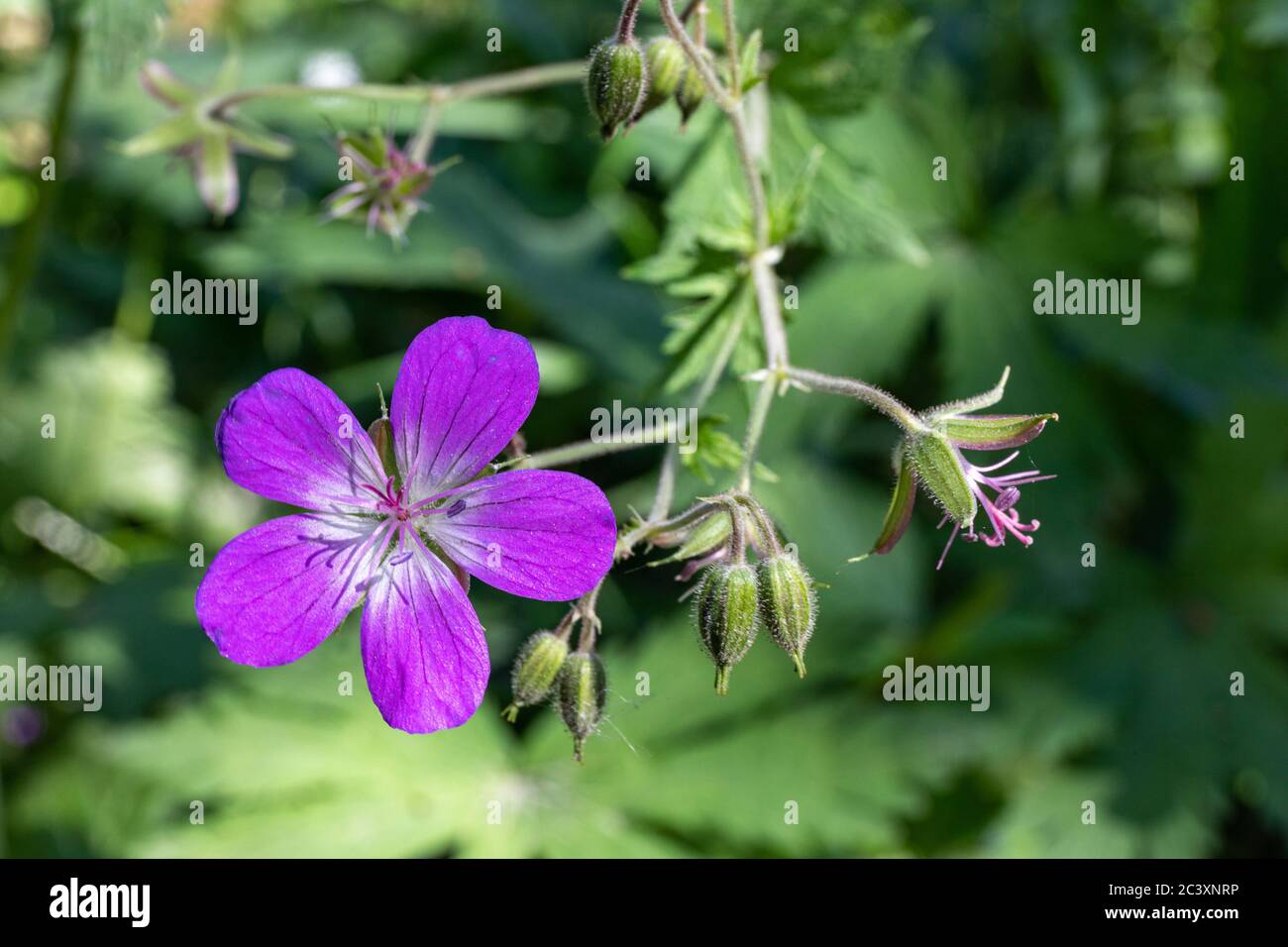 Fleur pourpre de Geranium sylvaticum sauvage, plante également connue sous le nom de bois de canneberges ou géranium de bois Banque D'Images
