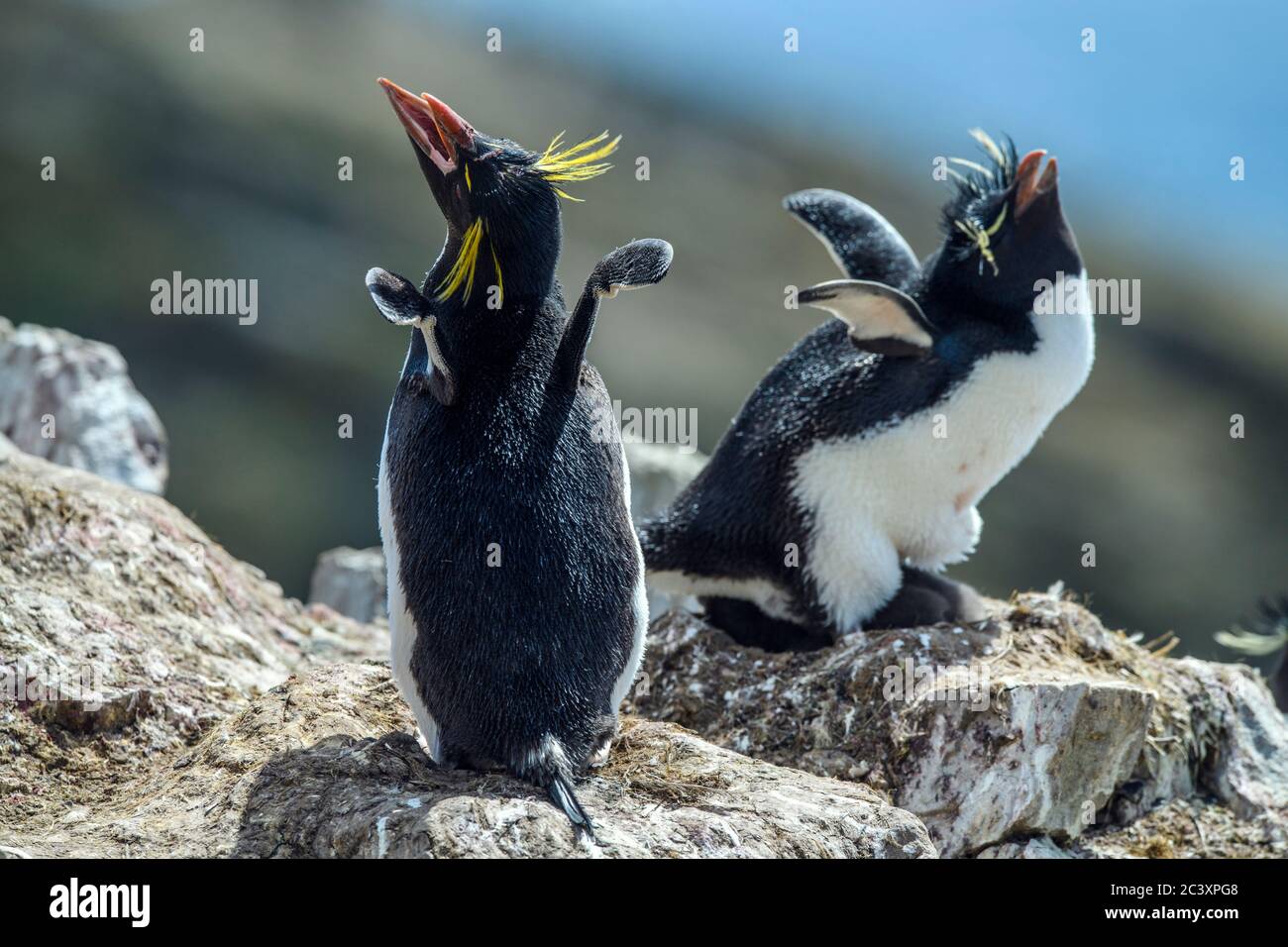 Manchot de la rockhopper méridionale (Eudyptes chrysocome) message d'accueil par adulte, Cape Bougainville, East Falkland, îles Falkland Banque D'Images