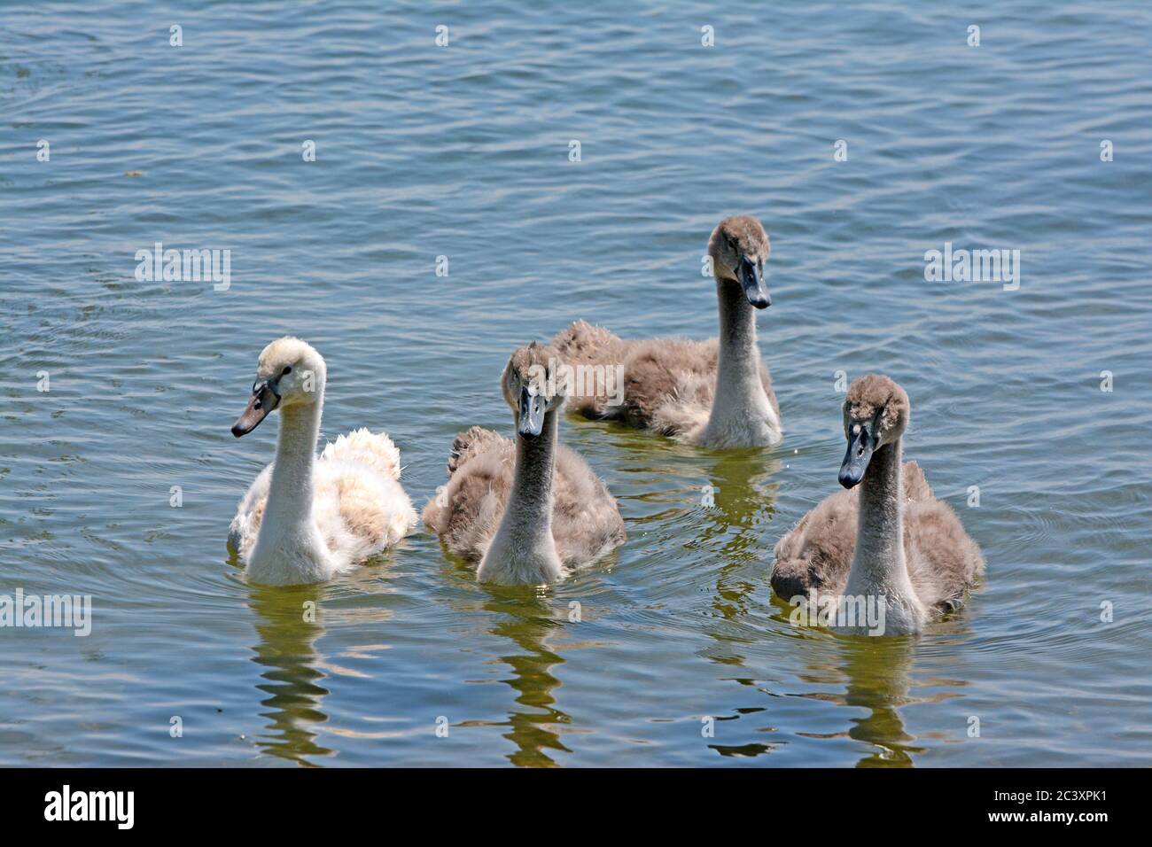 Les cygnes nagent dans un étang Banque D'Images