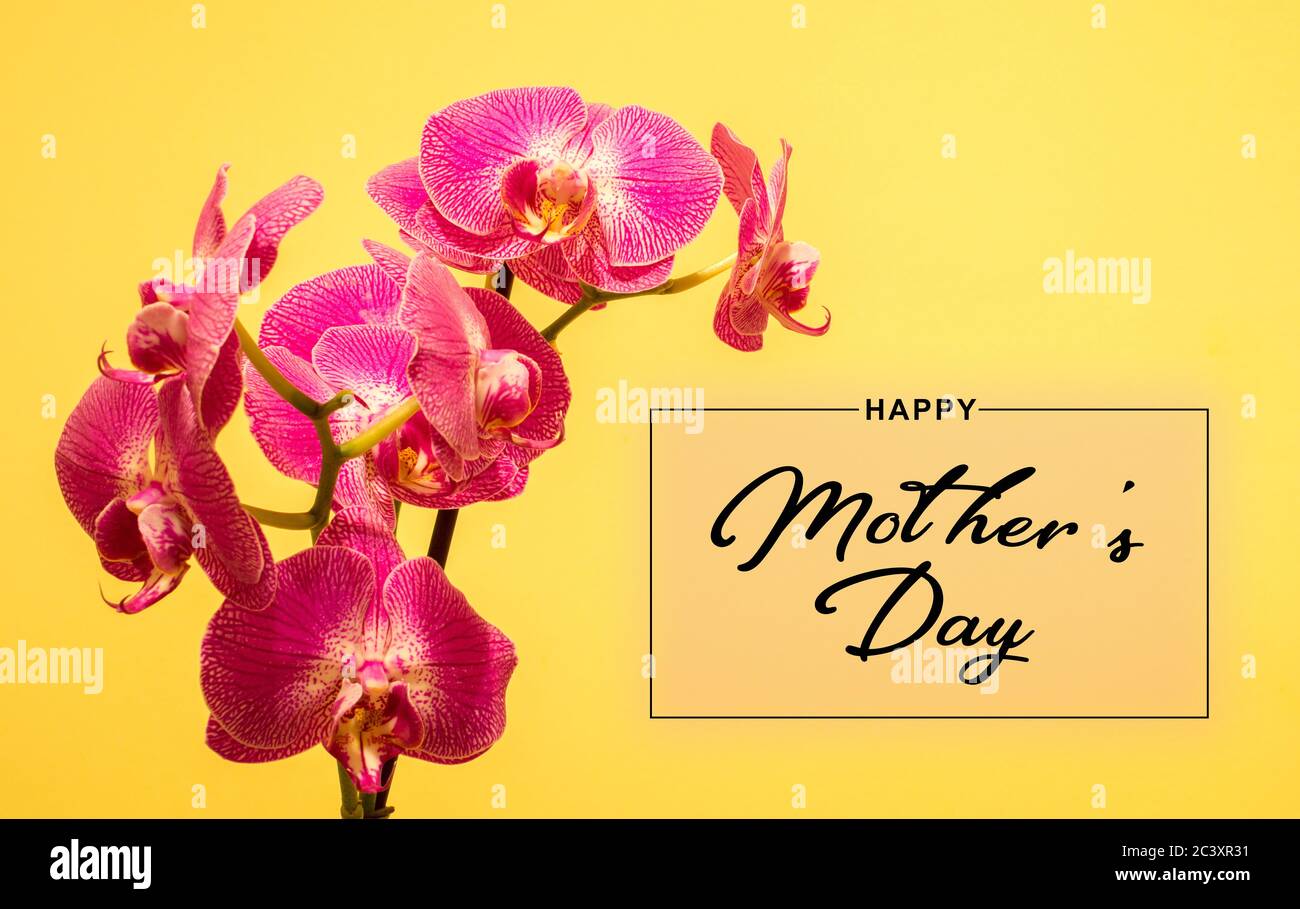 Concept de fête des mères. Fleur rose sur fond jaune. Banque D'Images