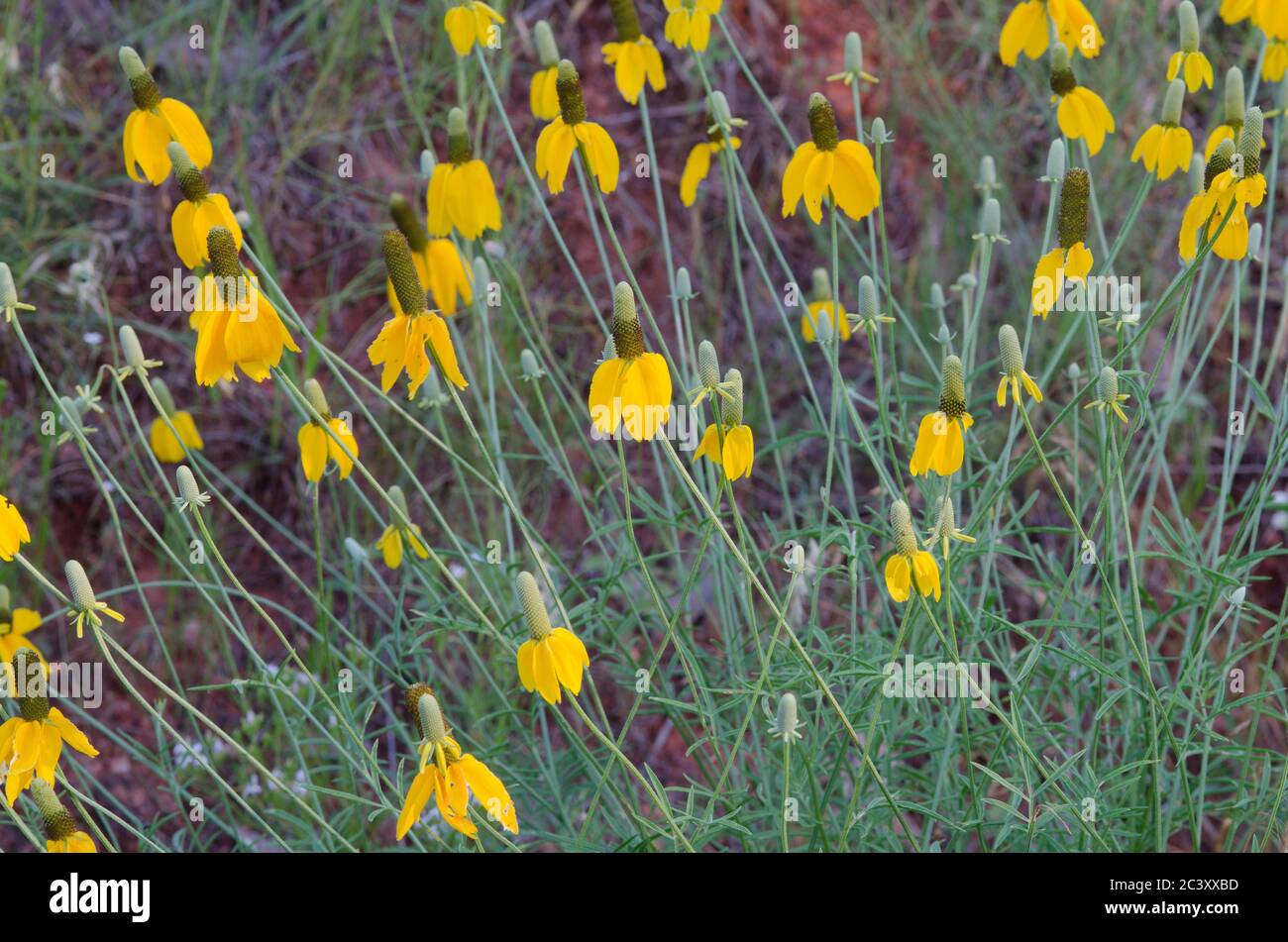 Chapeau mexicain, Ratibida chronifera Banque D'Images