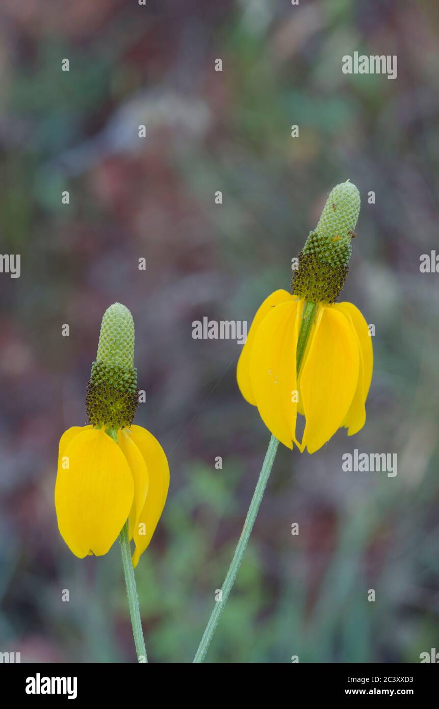 Chapeau mexicain, Ratibida chronifera Banque D'Images
