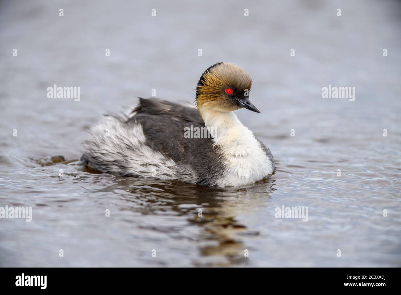 Le grèbe argenté (Podiceps occipitalis), l'île Sea Lion, le Falkland oriental, les îles Falkland Banque D'Images