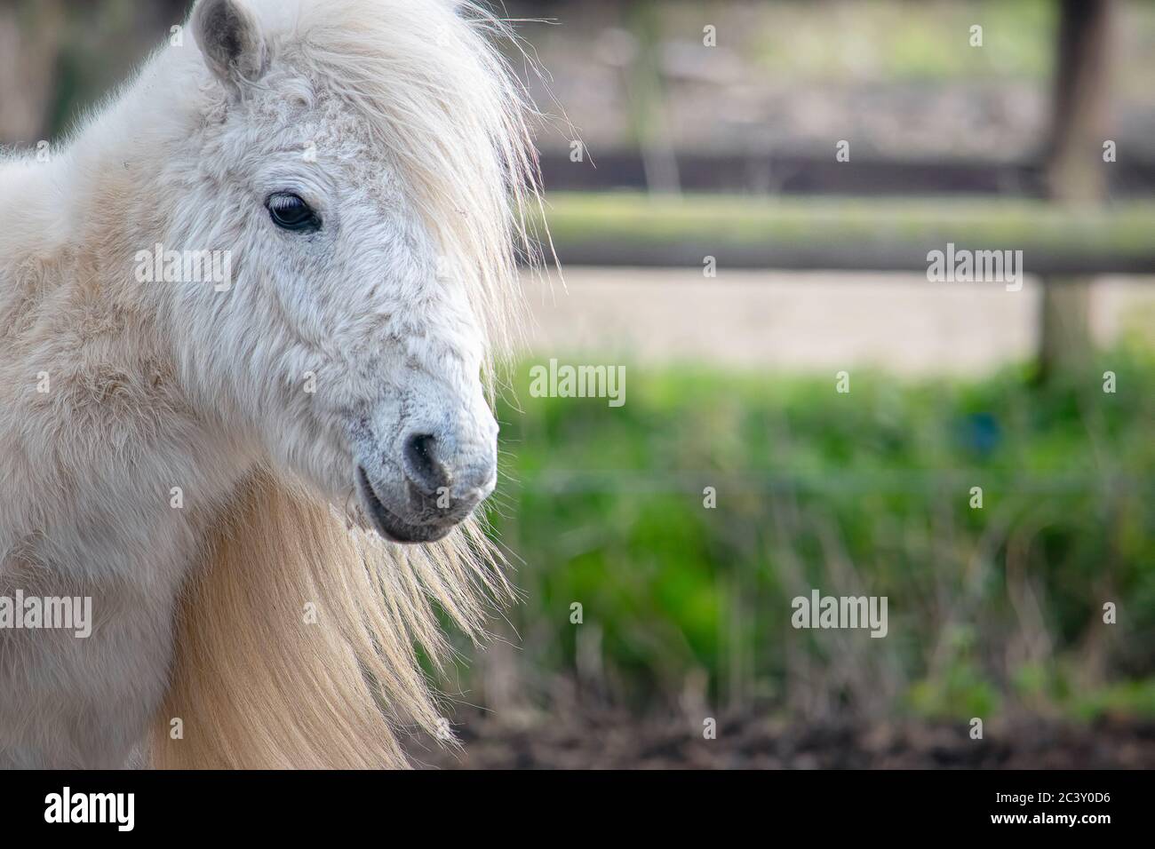 White Shetland Pony Portrait Banque De Photographies Et D images 