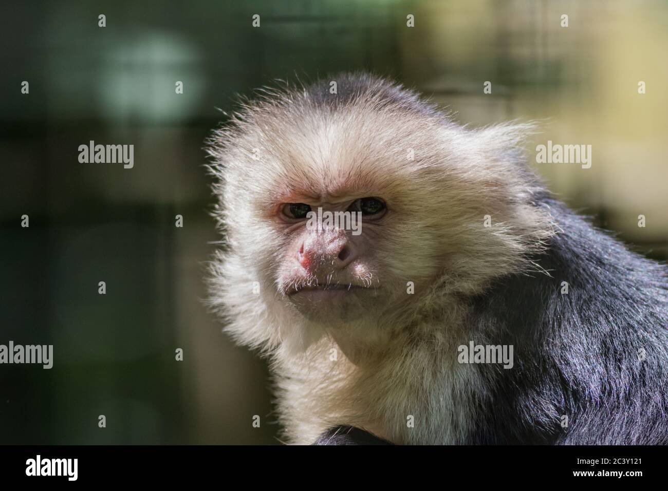 Capuchin Monkey (Cebus imitator) gros plan museau de scrunching faisant drôle visage copie espace Banque D'Images