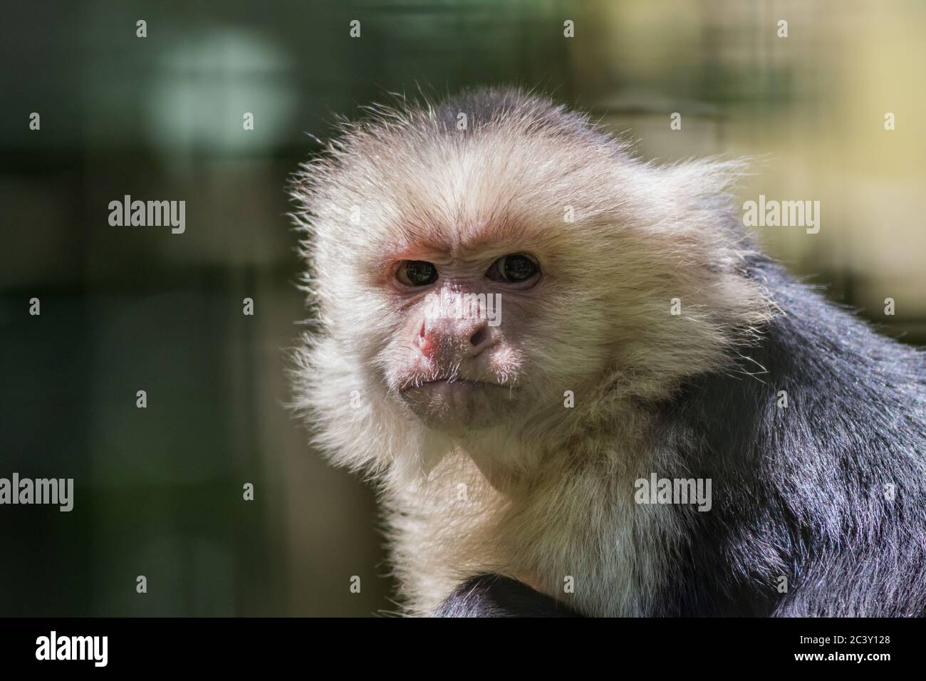 Capuchin Monkey (Cebus imitator) gros plan museau de scrunching faisant drôle visage copie espace Banque D'Images