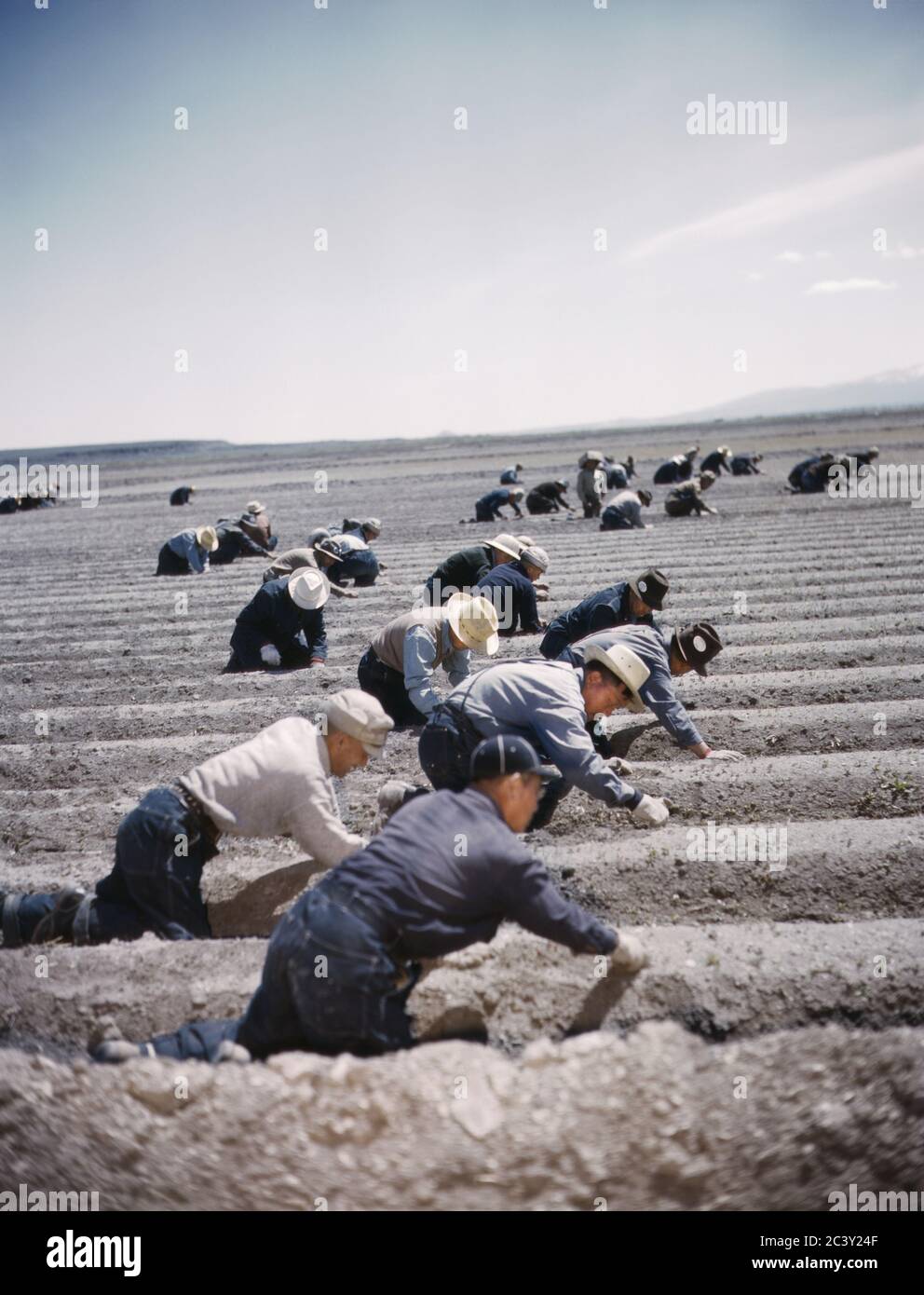 Group of Men Farming, camp japonais-américain, évacuation d'urgence de guerre, Tule Lake Relocation Center, Newell, Californie, États-Unis, Office of War information, 1942 Banque D'Images