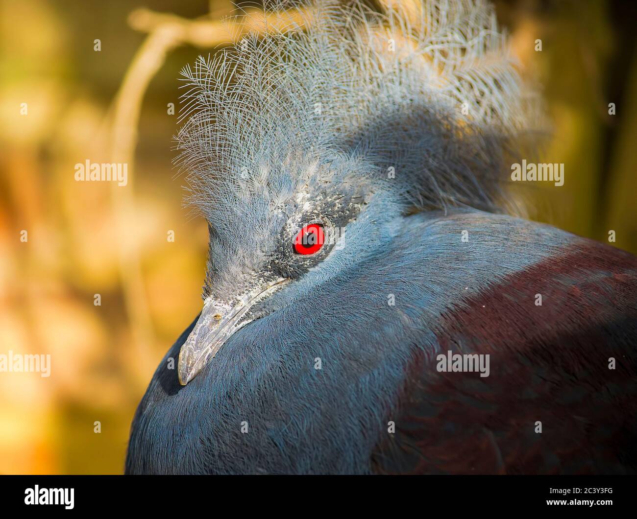 Magnifique pigeon couronné victoria avec plumes bleues et yeux rouges. Banque D'Images