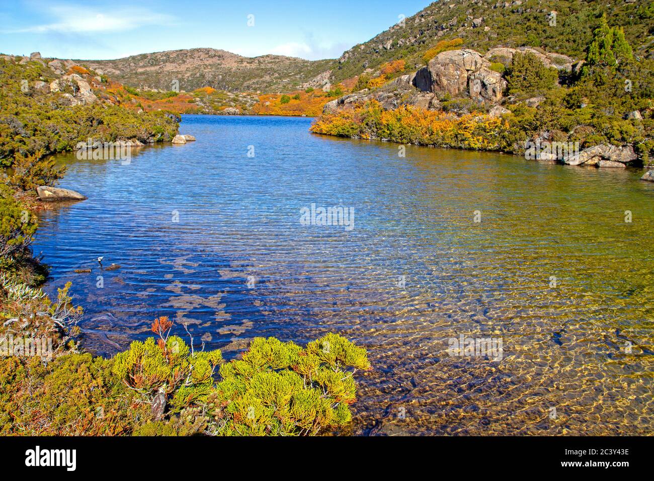 Fagus (Nothofagus gunnii) sur le plateau du Tarn dans le parc national du Mont Field Banque D'Images