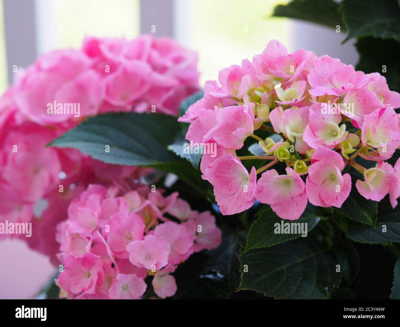 Fleurs d'hortensia roses dans un jardinière extérieure avec balustrade blanche à l'arrière-plan Banque D'Images Fleurs d'hortensia roses dans un jardinière extérieure avec balustrade blanche à l'arrière-plan Banque D'Images