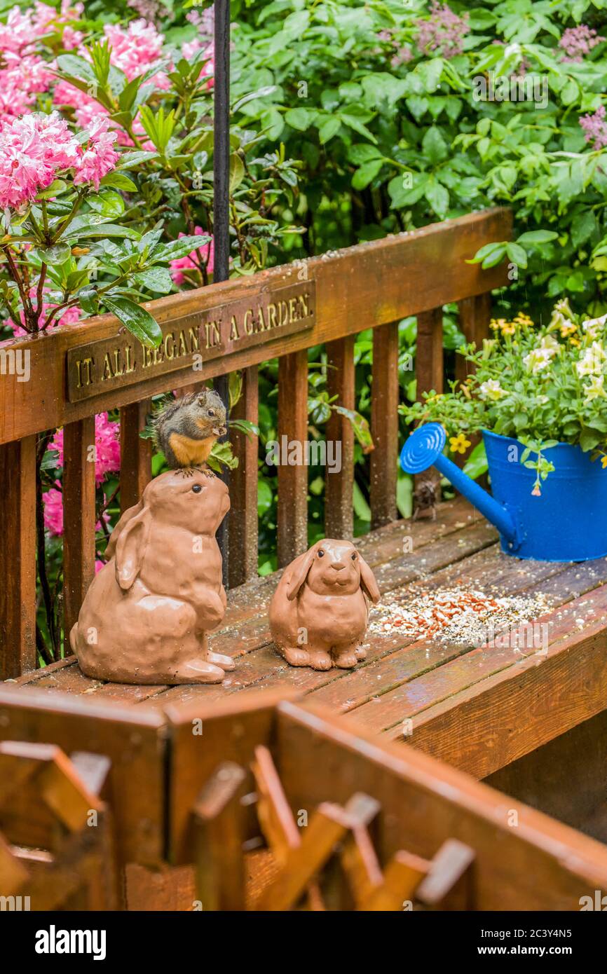 L'écureuil de Douglas mangeant des arachides tout en étant assis au-dessus d'une statue de lapin sous la pluie, à Issaquah, Washington, États-Unis. Planter un buisson de rhodendron à côté Banque D'Images