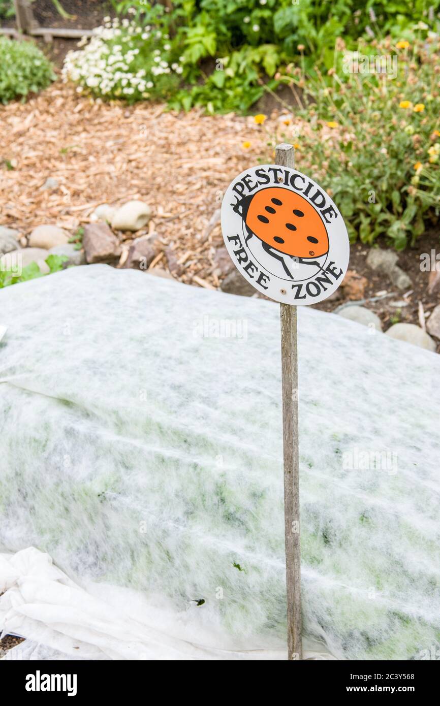Zone sans pesticide dans le jardin potager dans un lit avec le tissu de jardin dessus, à Issaquah, Washington, Etats-Unis Garden Fabric est un polypropylène garde Banque D'Images