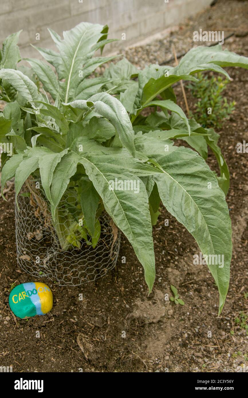 Usine de Cardoon et panneau de roche peint à Issaquah, Washington, États-Unis. Le cardoon est sélectionné pour les tiges de feuilles comestibles, par opposition à sa plante étroitement liée, TH Banque D'Images