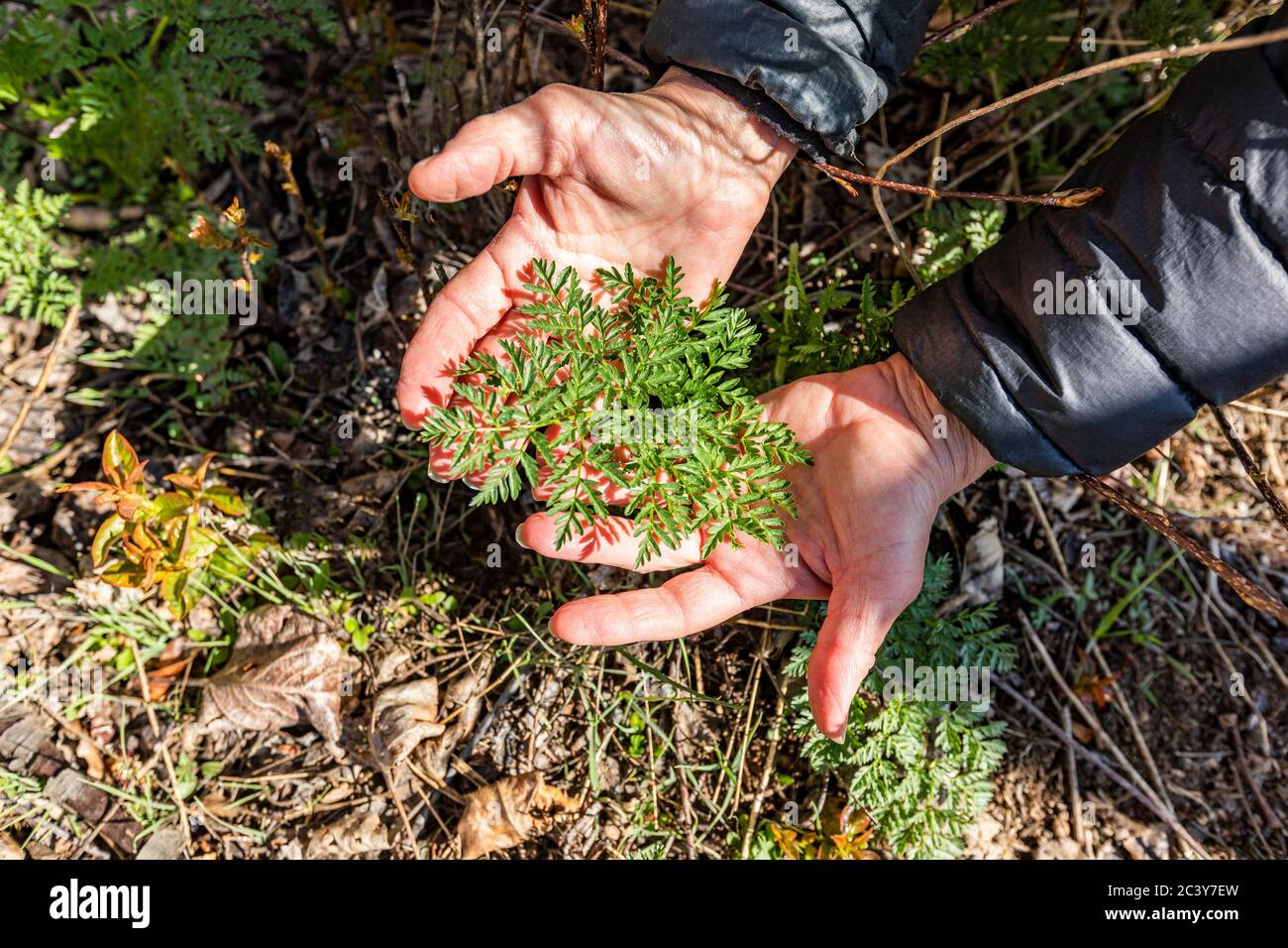 Mains maintenant la croissance de la plante de ressort Banque D'Images