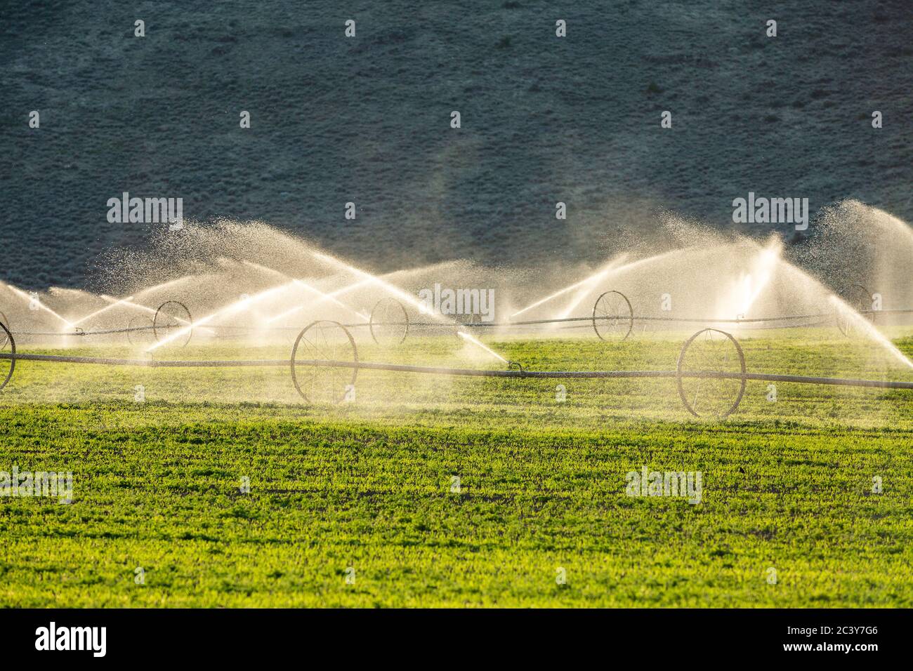 Etats-Unis, Idaho, Pilabo, matériel d'irrigation arrosage arrosage de nouvelles cultures Banque D'Images