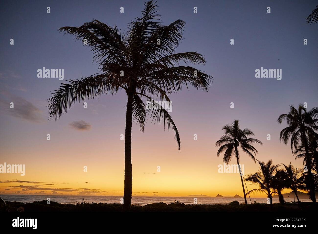 USA, Hawaï, O'ahu, Kailua Beach, Silhouette de palmiers au coucher du soleil Banque D'Images
