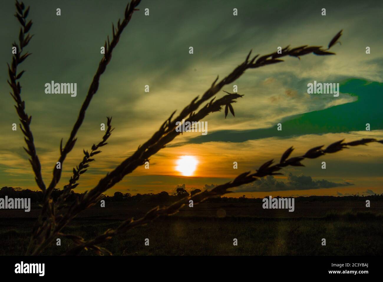 Silhouette de cultures agricoles sur le magnifique coucher de soleil Banque D'Images