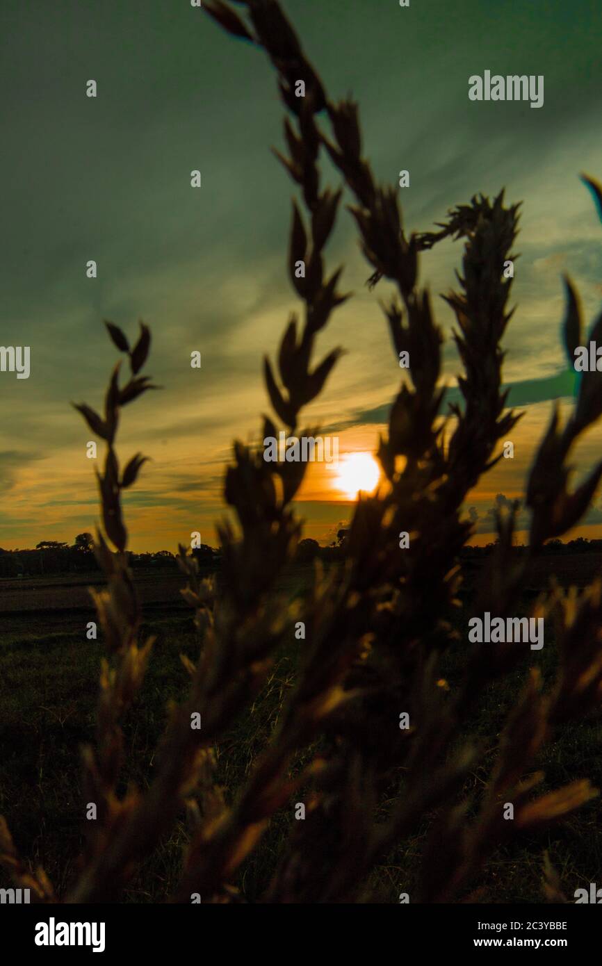 Silhouette de cultures agricoles sur le magnifique coucher de soleil Banque D'Images