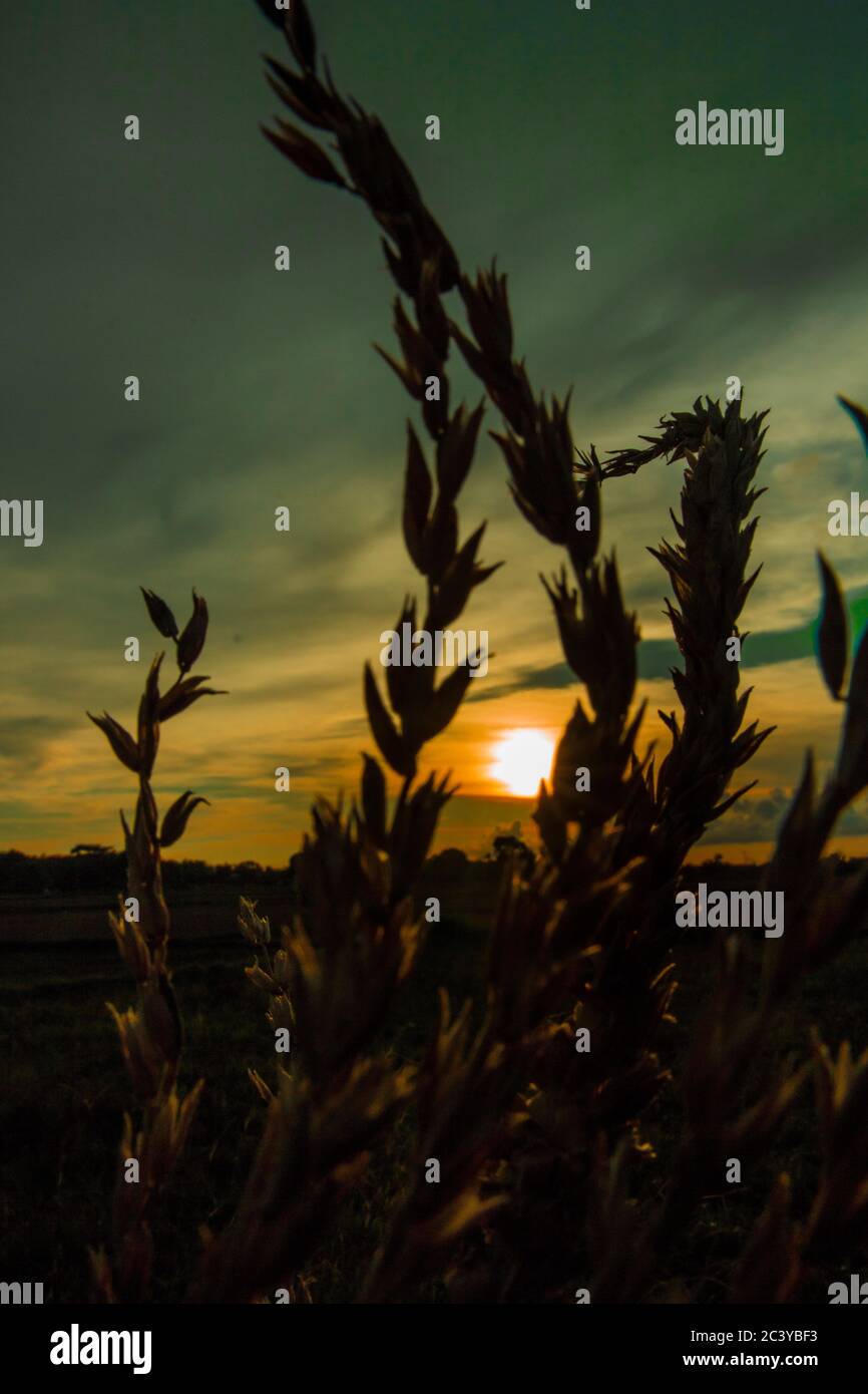 Silhouette de cultures agricoles sur le magnifique coucher de soleil Banque D'Images