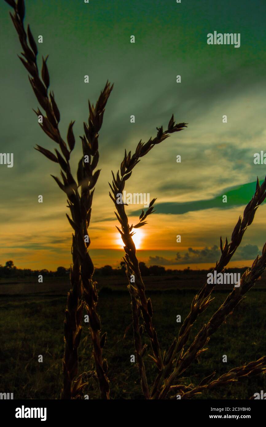 Silhouette de cultures agricoles sur le magnifique coucher de soleil Banque D'Images