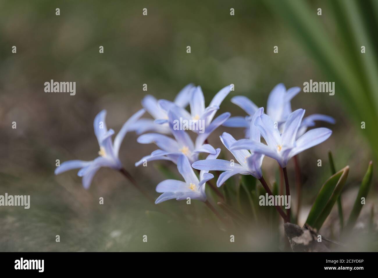 Fleur de jardin de printemps bleue Banque D'Images