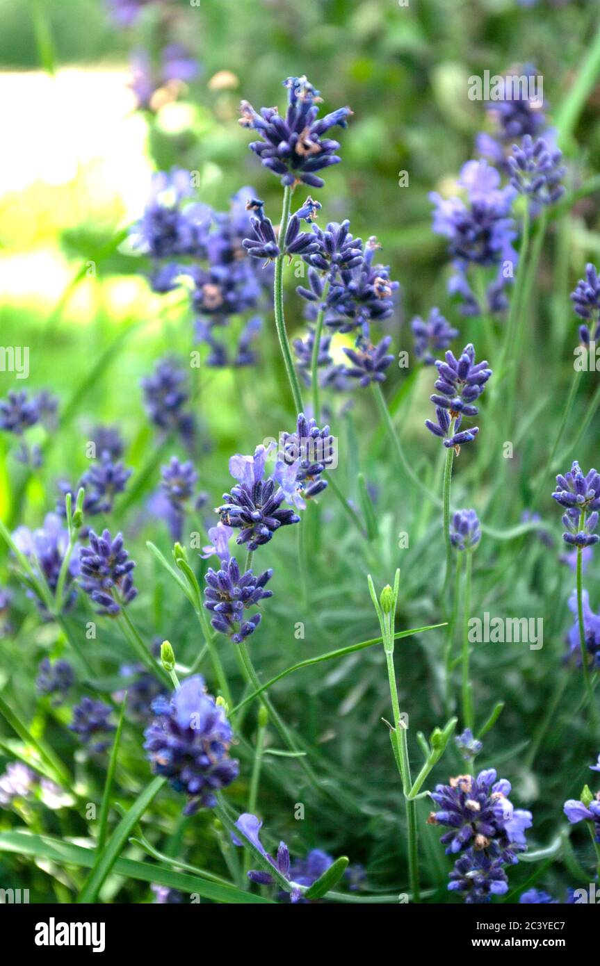 Fleurs de lavande dans le jardin, plantes, couleur violette. Vie saine.  Gros plan Photo Stock - Alamy