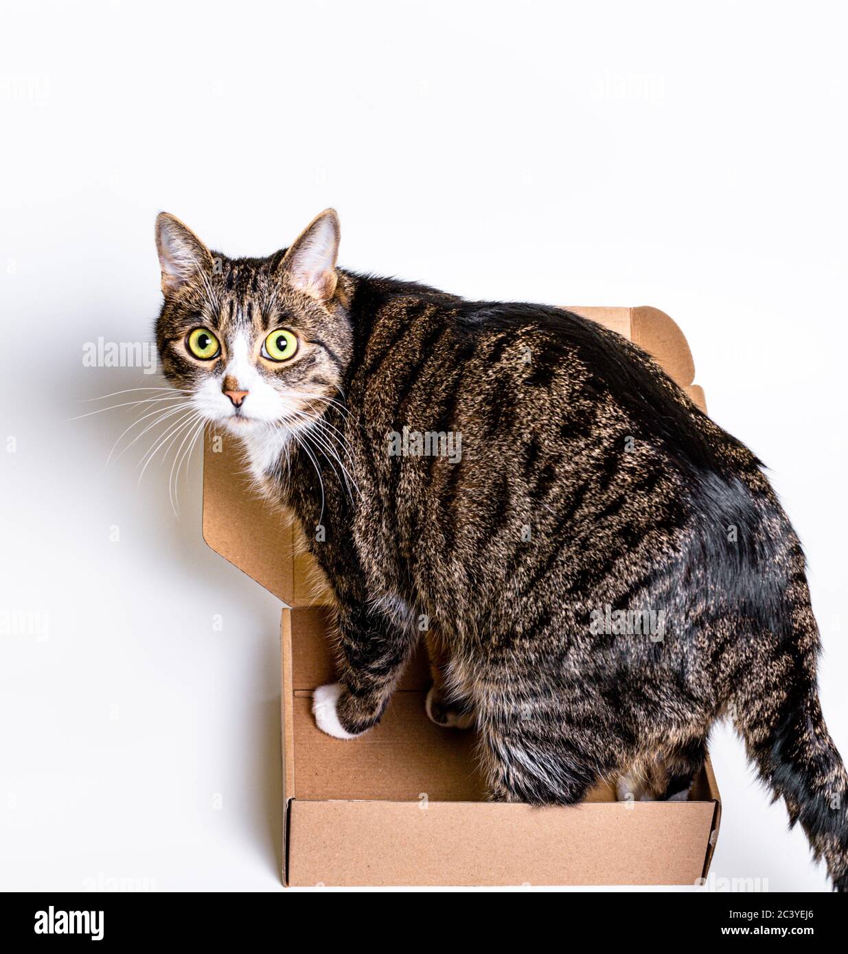 Un gros chat est assis dans une petite boîte en carton. Le concept de livraison, d'emballage Banque D'Images
