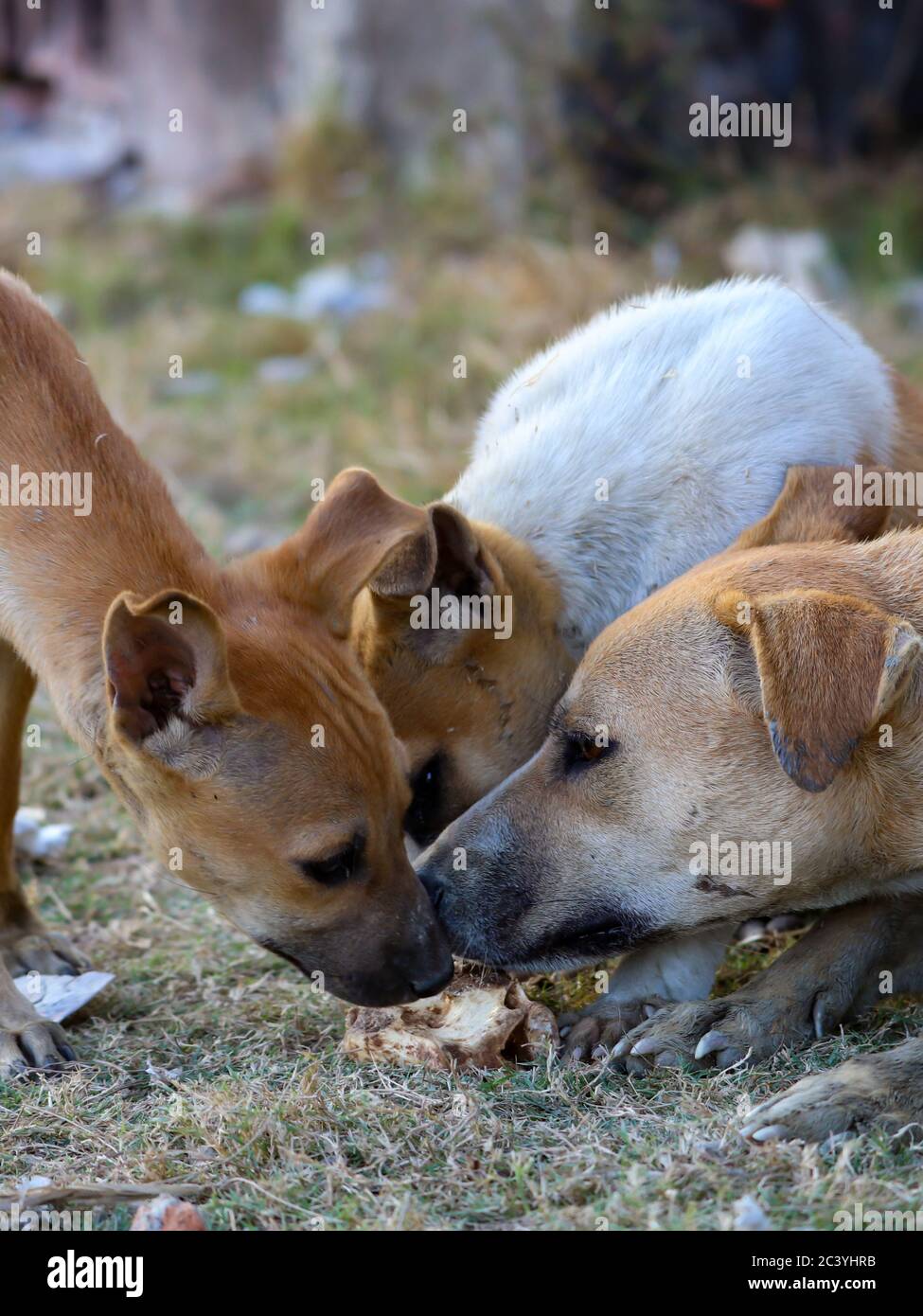 Un beau paysage de trois chiens mangeant un morceau de pain ensemble dans un parc. Le morceau de pain donné par un visiteur. Banque D'Images