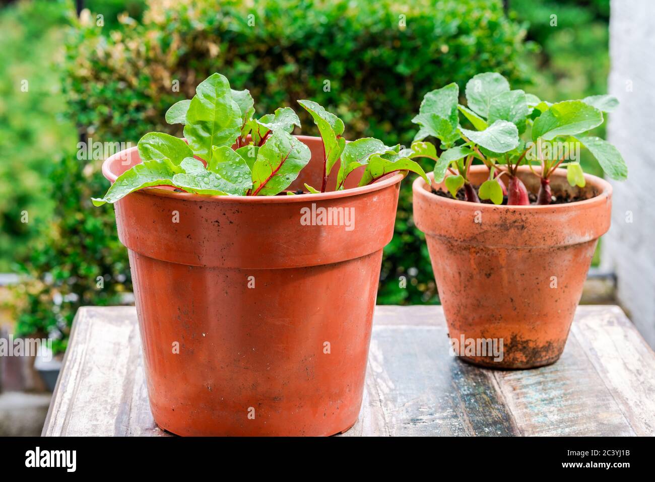 Jeunes plantes de betterave et de raddish en pots sur une table extérieure - idée de jardin potager urbain Banque D'Images