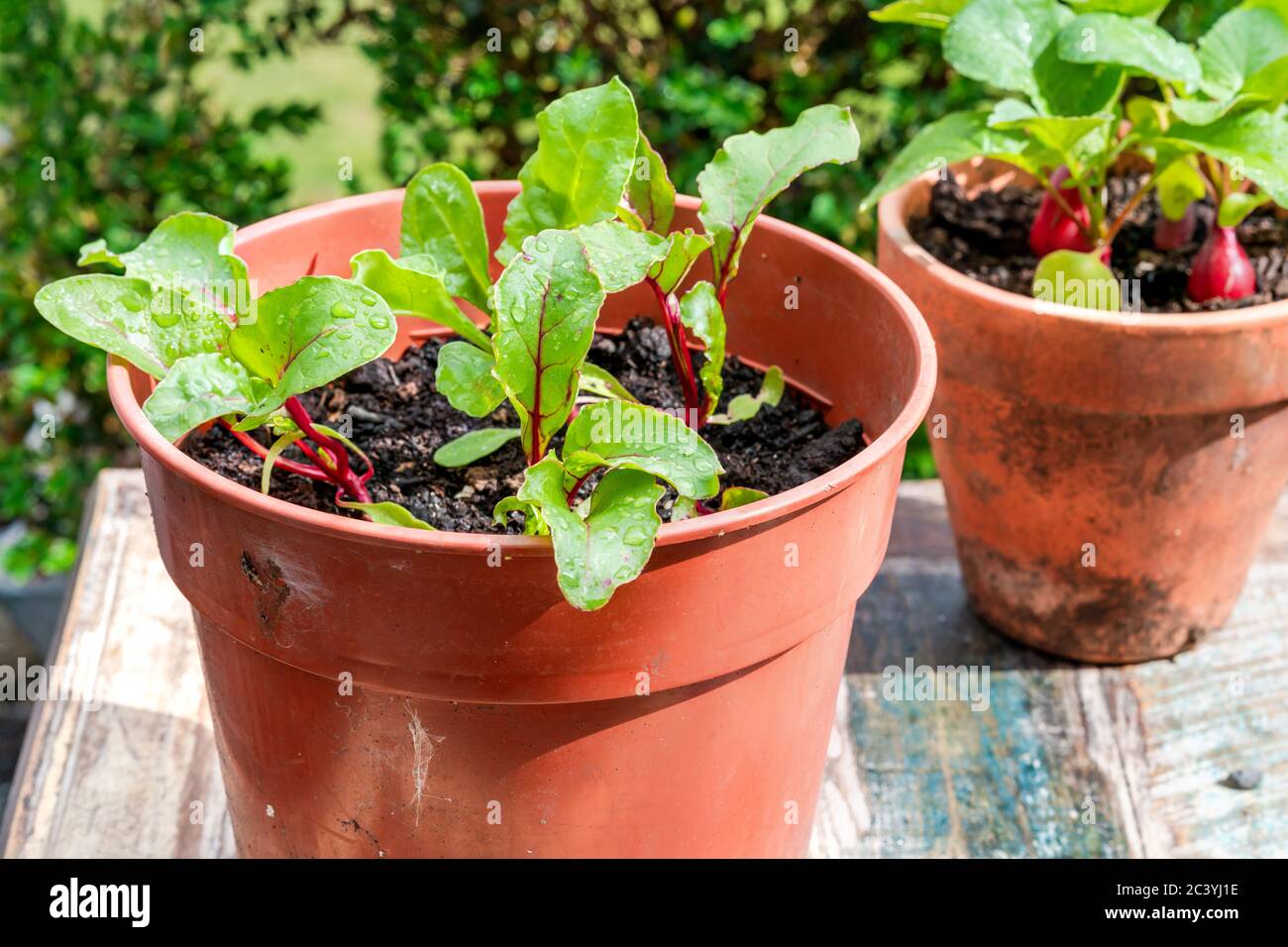 Jeunes plantes de betterave et de raddish en pots sur une table extérieure - idée de jardin potager urbain Banque D'Images