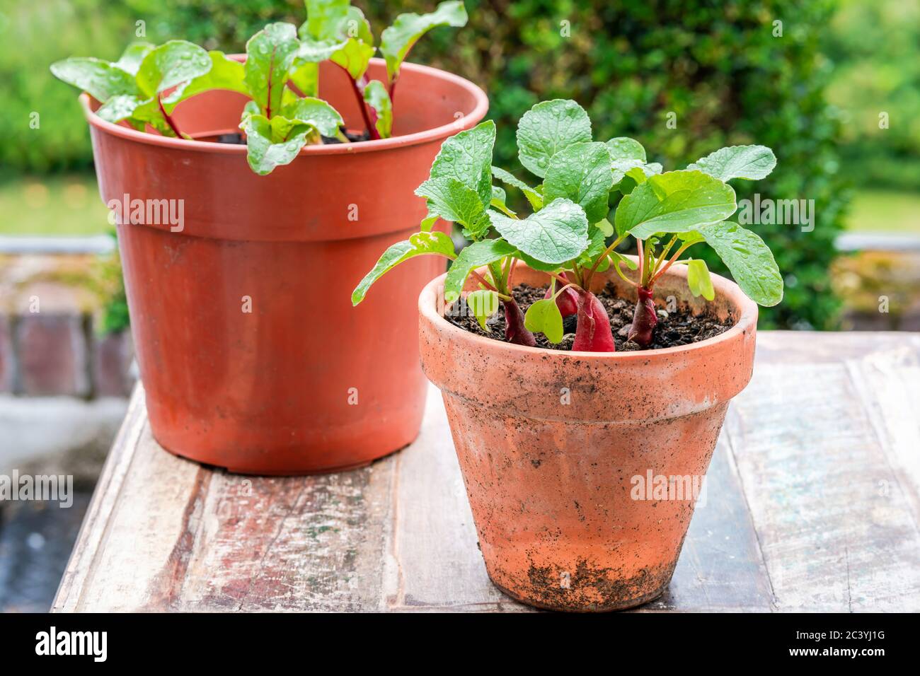 Jeunes plantes radiculaires et betteraves en pots sur une table extérieure - idée de jardin potager urbain Banque D'Images