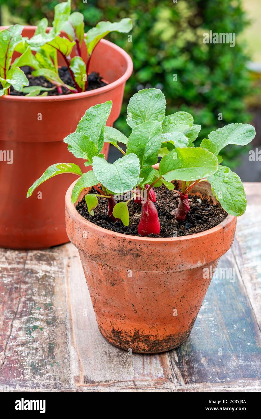 Jeunes plantes radiculaires et betteraves en pots sur une table extérieure - idée de jardin potager urbain Banque D'Images