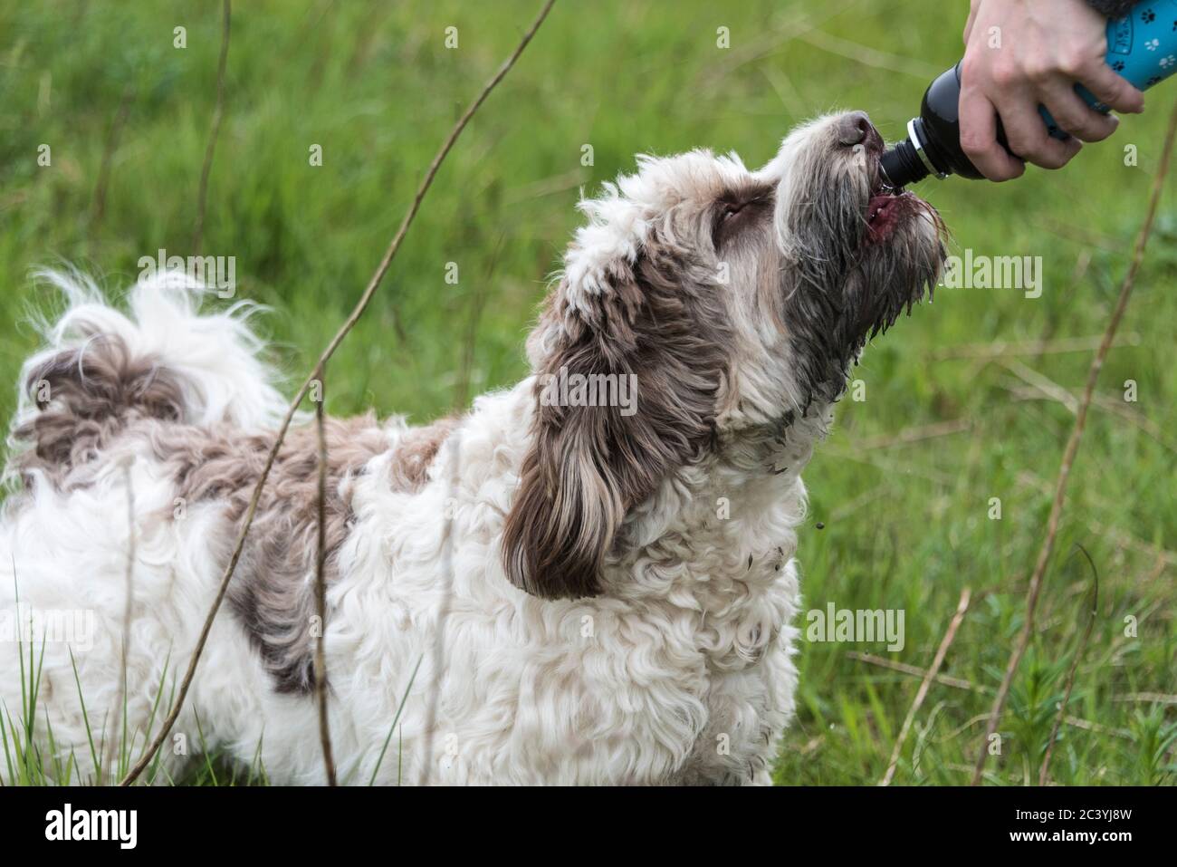 Labrador australien prendre une boisson d'eau. Banque D'Images