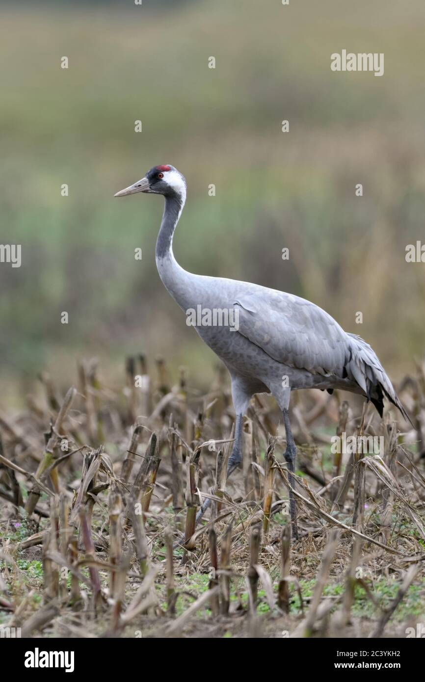 Grue cendrée (Grus grus), reposant sur les terres agricoles, champ de maïs, à la recherche de nourriture des oiseaux migrateurs, la faune, l'Europe. Banque D'Images