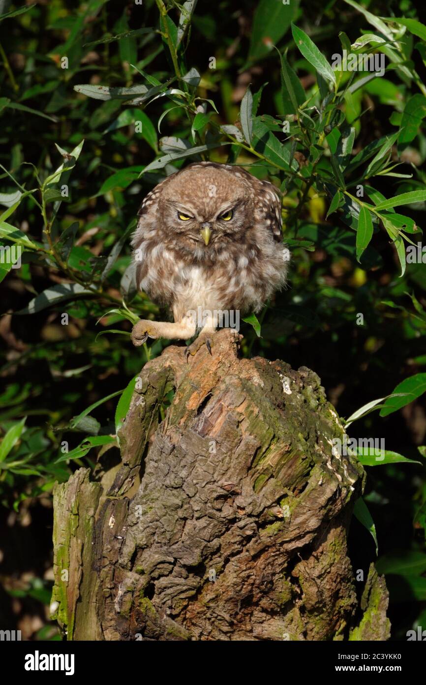 Little Owl / Minervas Owl ( Athene noctua ) perché sur un pollard de saule, semble en colère, mis son pied, animal drôle, faune, Europe. Banque D'Images