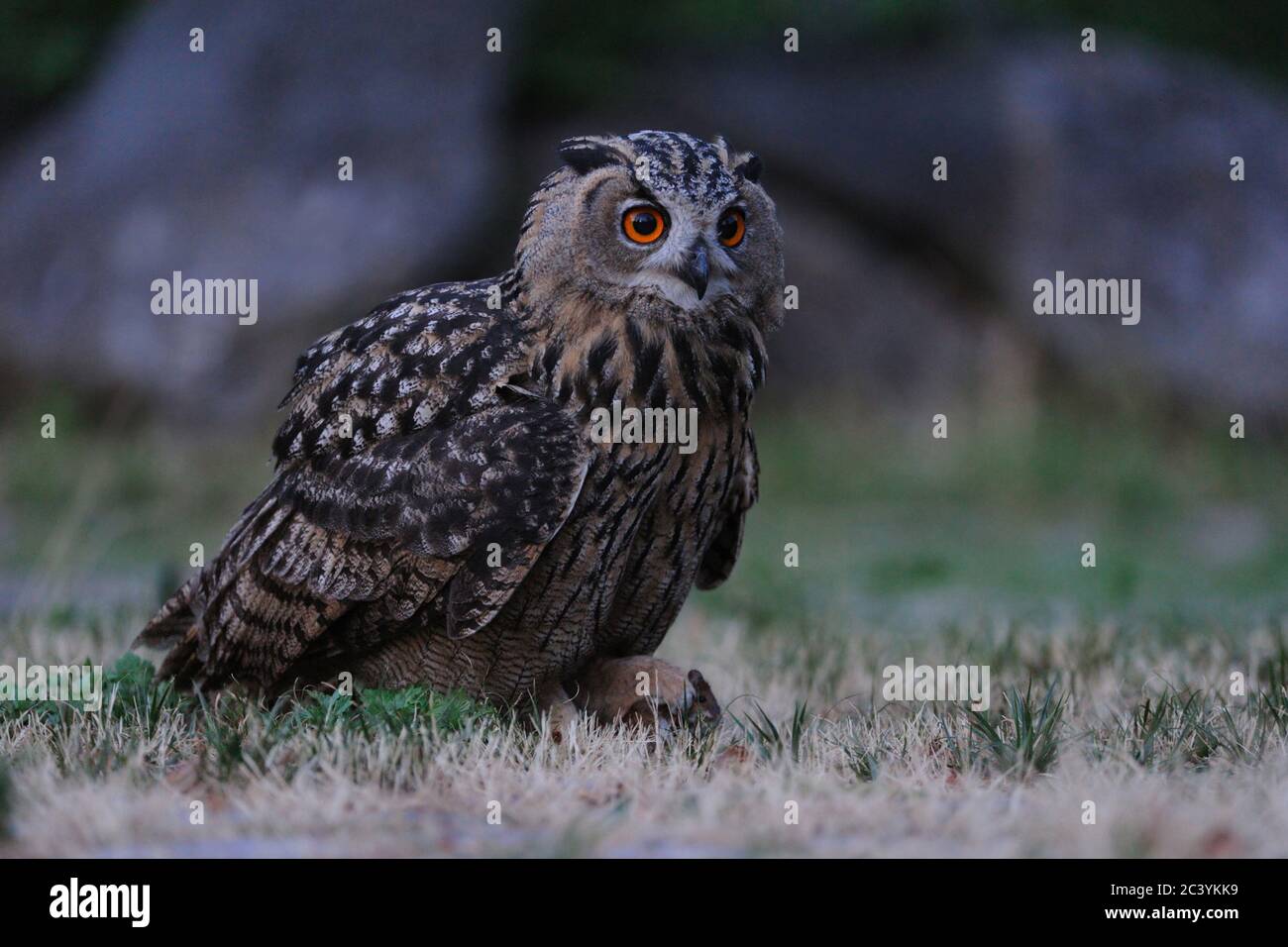 La chouette eurasienne ( Bubo bubo ) avec ses proies, avec la souris dans ses griffes, la jeune chouette au crépuscule, semble fière, la faune, l'Europe. Banque D'Images