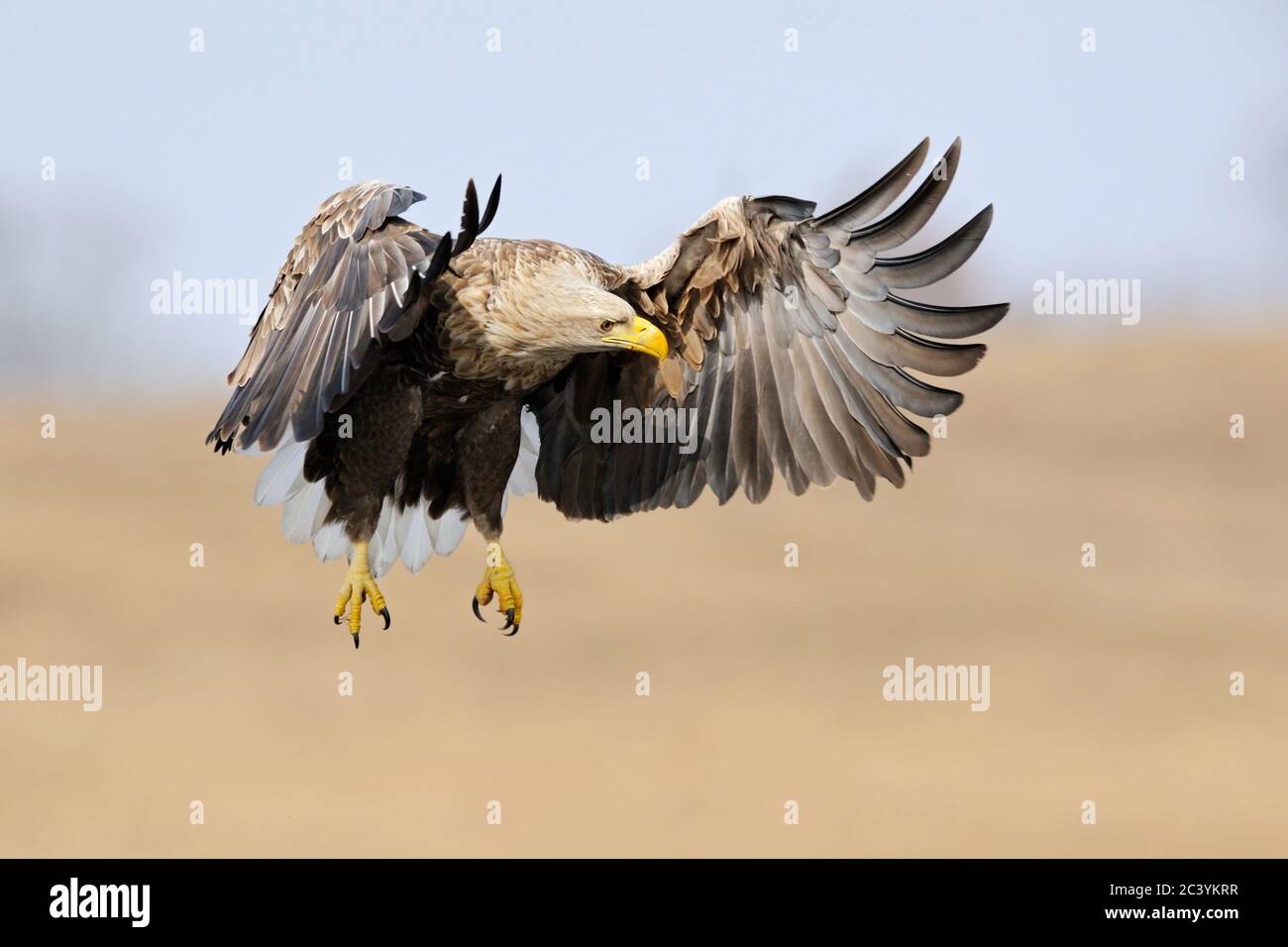 Aigle à queue blanche / aigle de mer ( Haliaeetus albicilla ) volant sur des terres humides, chasse, observation des proies, impressionnante pose frontale, faune, Europe. Banque D'Images
