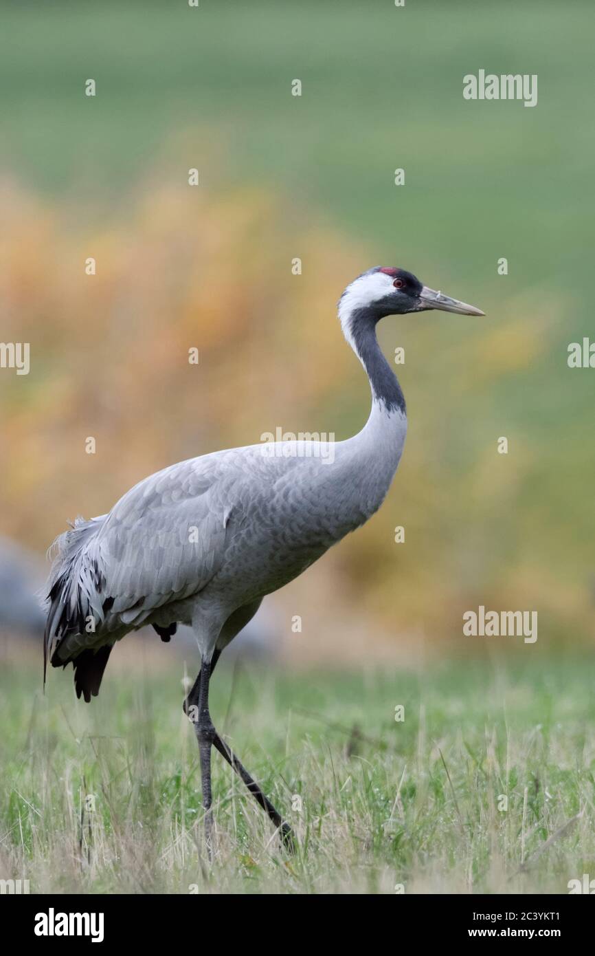 Grue cendrée (Grus grus), reposant sur les herbages, sur une prairie, au cours de la migration à l'automne, les oiseaux migrateurs, la faune, l'Europe. Banque D'Images