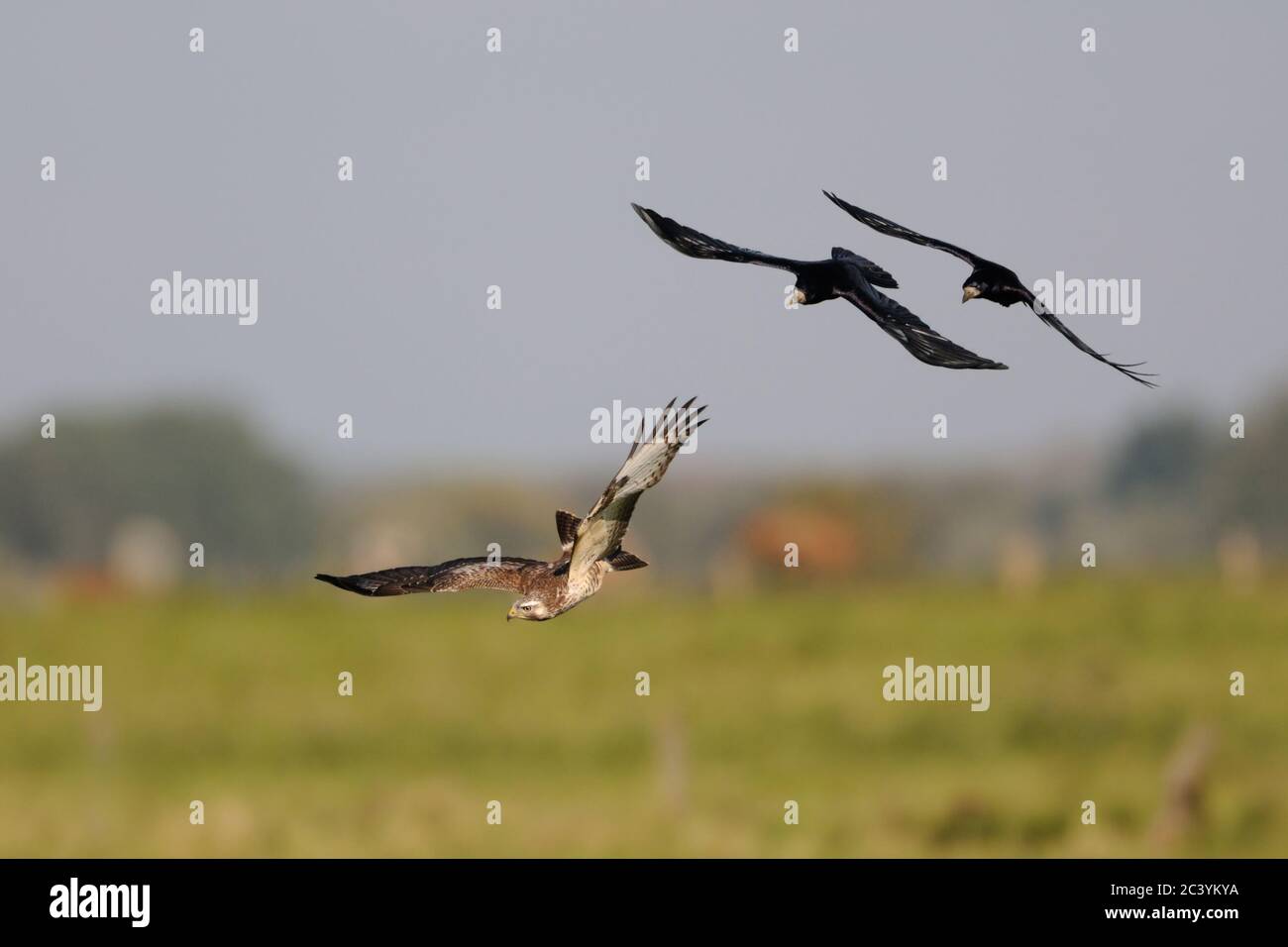 Buzzard commun ( Buteo buteo ) en vol emmêé par deux freux ( Corvus frugilegus ), faune, Europe. Banque D'Images