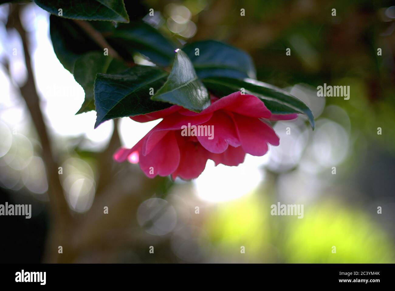 azalée rouge fleurir dans le jardin de la maison, belle lumière et sélectif foyer Banque D'Images