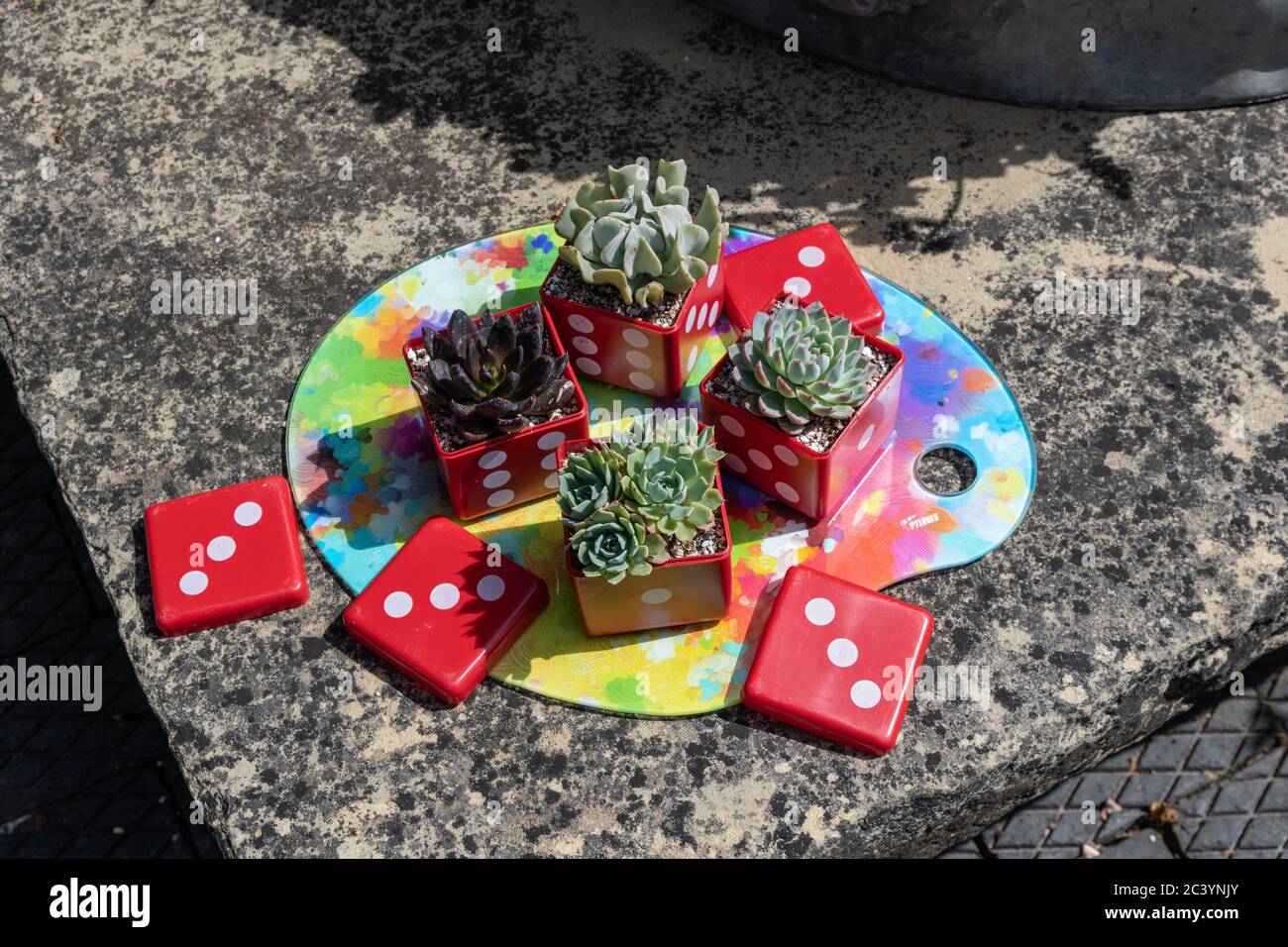 Conteneurs à thème Domino plantés de succulents, Kathy Brown's Garden, Stevington, Bedfordshire, Royaume-Uni Banque D'Images